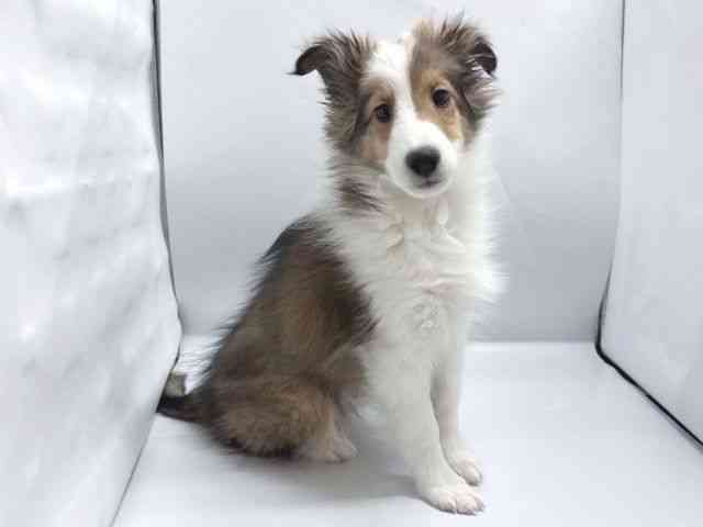 京都府のシェットランドシープドッグ (ひごペットフレンドリー京都店/2025年11月11日生まれ/女の子/セーブルホワイト)の子犬の2枚目の画像