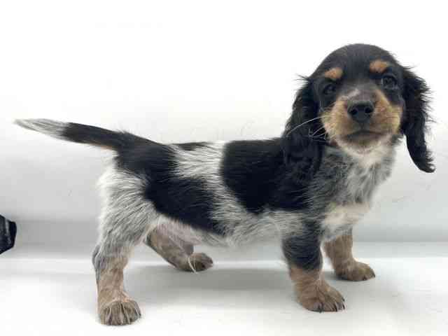 大阪府のミニチュアダックスフンド(ロング) (ひごペットフレンドリーららぽーとEXPOCITY店/2025年11月15日生まれ/男の子/ブラックタンパイボールド)の子犬の2枚目の画像