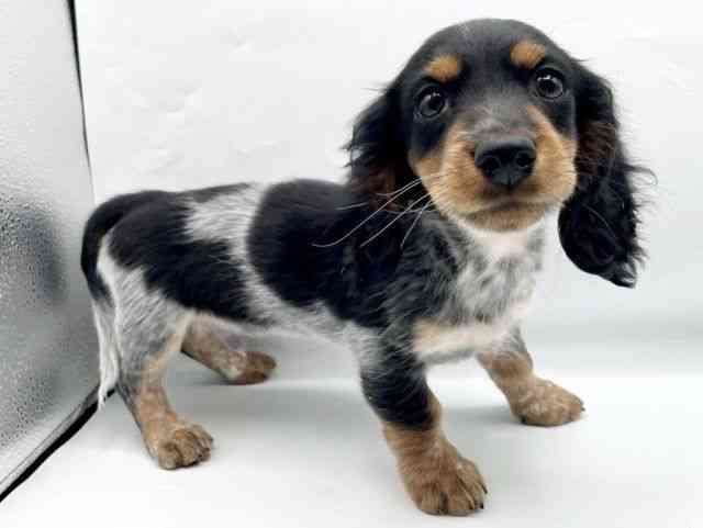 奈良県のミニチュアダックスフンド(ロング) (ひごペットフレンドリートナリエ大和高田店/2025年11月15日生まれ/男の子/ブラックタンパイボールド)の子犬の2枚目の画像