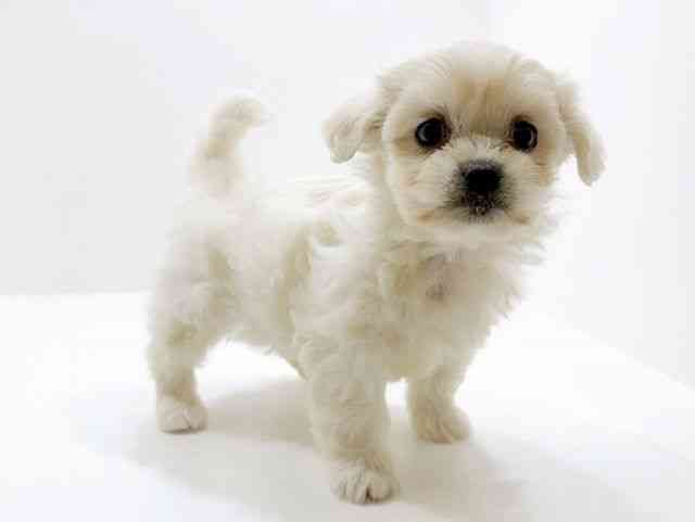 広島県のハーフ犬・ミックス犬 (ひごペットフレンドリーフジグラン神辺店/2025年11月16日生まれ/女の子/ホワイト)の子犬の2枚目の画像