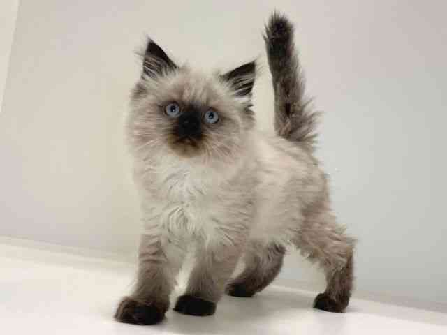 兵庫県のヒマラヤン (ひごペットフレンドリーイトーヨーカドー明石店/2025年11月16日生まれ/男の子/シールポイント)の子猫の2枚目の画像