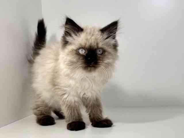 兵庫県のヒマラヤン (ひごペットフレンドリーイトーヨーカドー明石店/2025年11月16日生まれ/男の子/シールポイント)の子猫の2枚目の画像