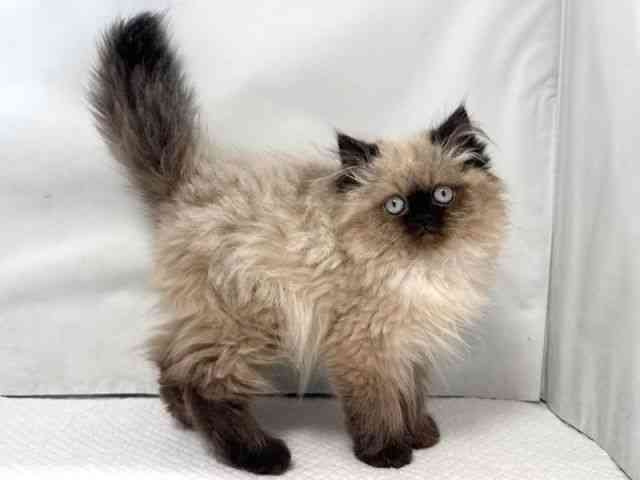 大阪府のヒマラヤン (ひごペットフレンドリー堺プラットプラット店/2025年11月16日生まれ/女の子/シールポイント)の子猫の2枚目の画像