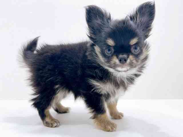 広島県のチワワ(ロング) (ひごペットフレンドリーフジグラン神辺店/2025年11月14日生まれ/女の子/ブラックタンホワイト)の子犬の2枚目の画像