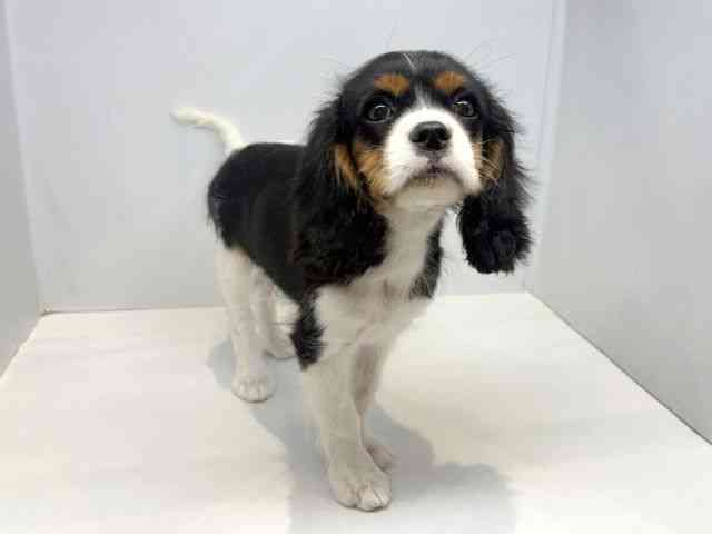 大阪府のキャバリアキングチャールズスパニエル (ひごペットフレンドリーセブンパーク天美店/2025年11月15日生まれ/男の子/トライカラー)の子犬の2枚目の画像