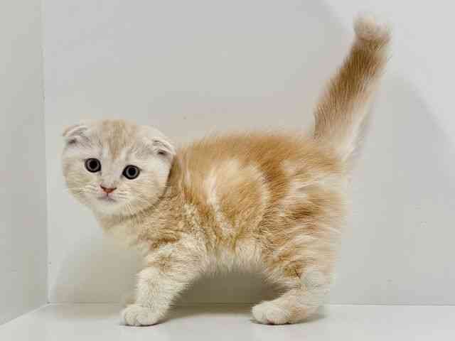 奈良県のスコティッシュフォールド (ひごペットフレンドリーイオンモール橿原ウエスト・ビレッジ店/2025年11月13日生まれ/女の子/クリームタビーホワイト)の子猫の2枚目の画像