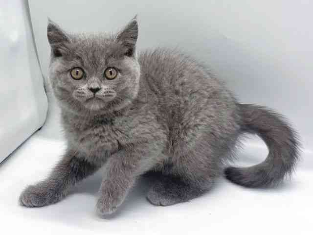 京都府のブリティッシュショートヘアー (ひごペットフレンドリー京都店/2025年11月3日生まれ/男の子/ブルー)の子猫の2枚目の画像