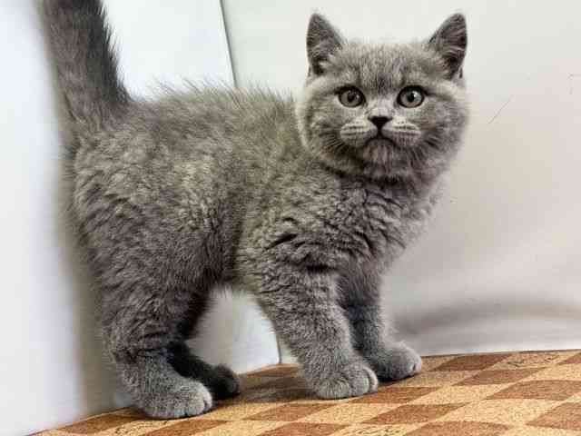 愛媛県のブリティッシュショートヘアー (ひごペットフレンドリーエミフルMASAKI店/2025年11月3日生まれ/男の子/ブルー)の子猫の2枚目の画像