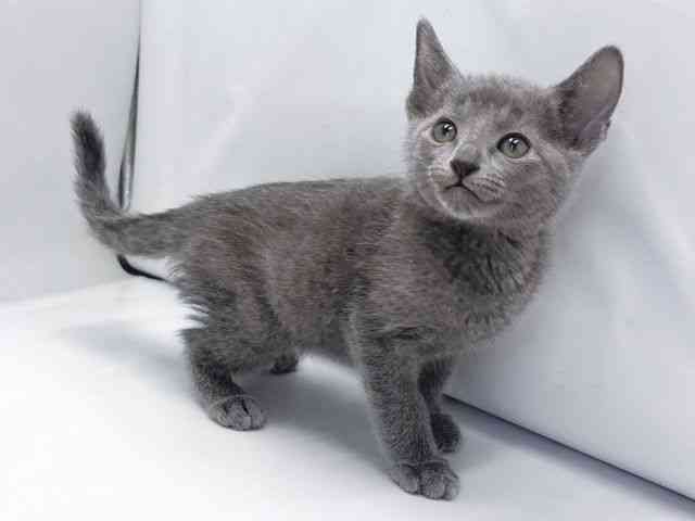京都府のロシアンブルー (ひごペットフレンドリー京都店/2025年11月16日生まれ/男の子/ブルー)の子猫の2枚目の画像