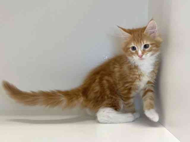 兵庫県のメインクーン (ひごペットフレンドリーイトーヨーカドー明石店/2025年11月11日生まれ/男の子/レッドタビーホワイト)の子猫の2枚目の画像