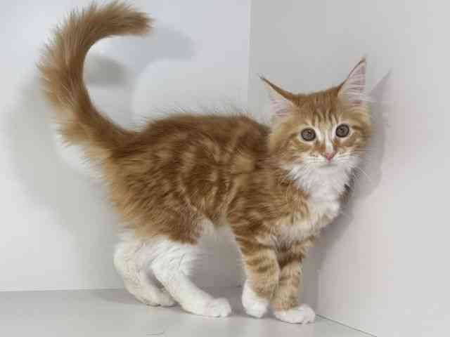 兵庫県のメインクーン (ひごペットフレンドリーイトーヨーカドー明石店/2025年11月11日生まれ/男の子/レッドタビーホワイト)の子猫の2枚目の画像