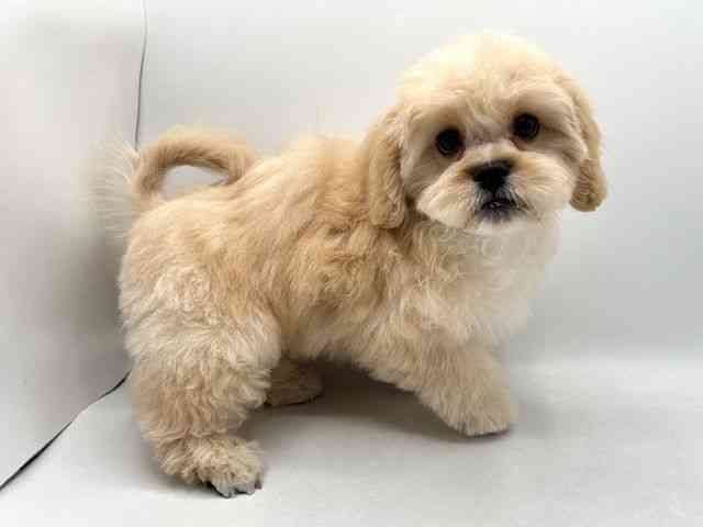 奈良県のハーフ犬・ミックス犬 (ひごペットフレンドリー田原本店/2025年11月15日生まれ/男の子/クリーム)の子犬の2枚目の画像