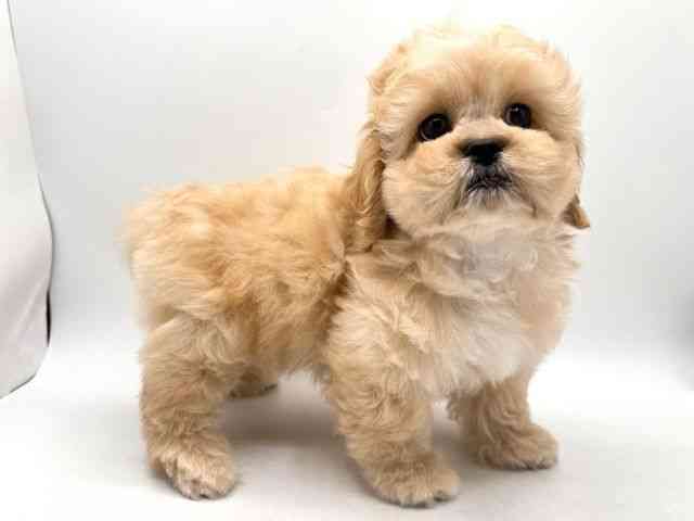 奈良県のハーフ犬・ミックス犬 (ひごペットフレンドリー田原本店/2025年11月15日生まれ/男の子/クリーム)の子犬の2枚目の画像