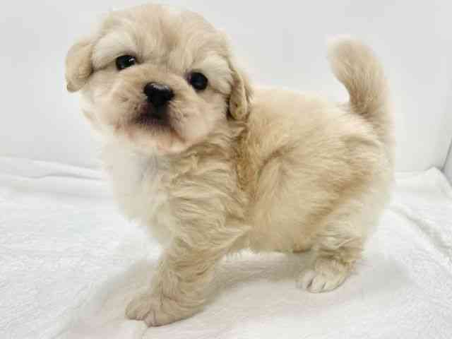 高知県のハーフ犬・ミックス犬 (ひごペットフレンドリーイオンモール高知店/2025年11月15日生まれ/女の子/クリーム)の子犬の2枚目の画像