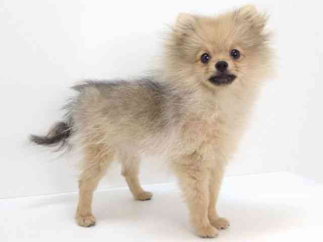 大阪府のポメラニアン (ひごペットフレンドリーいこらもーる泉佐野店/2025年11月16日生まれ/女の子/オレンジ)の子犬の2枚目の画像