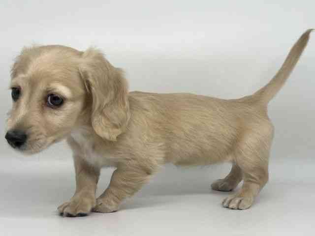 徳島県のミニチュアダックスフンド(ロング) (ひごペットフレンドリーゆめタウン徳島店/2025年11月16日生まれ/女の子/イエロー)の子犬の2枚目の画像