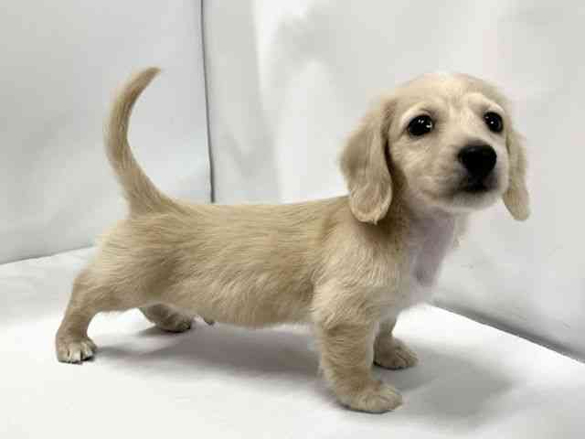 愛媛県のミニチュアダックスフンド(ロング) (ひごペットフレンドリーイオンモール今治新都市店/2025年11月16日生まれ/男の子/イエロー)の子犬の2枚目の画像