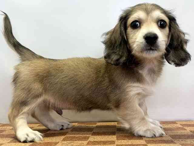 愛媛県のミニチュアダックスフンド(ロング) (ひごペットフレンドリーエミフルMASAKI店/2025年11月16日生まれ/男の子/レッド)の子犬の2枚目の画像