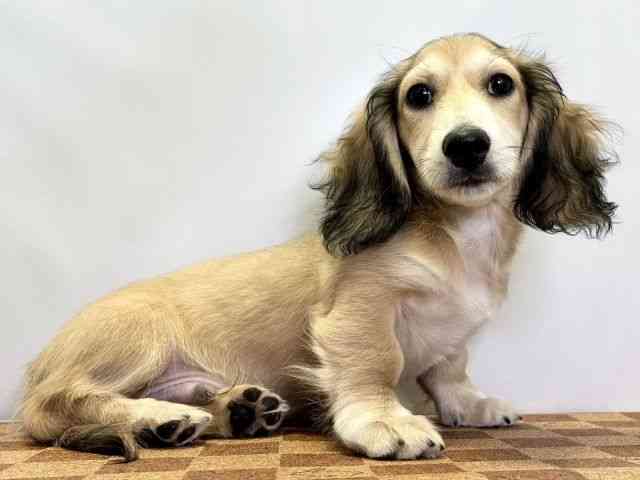 愛媛県のミニチュアダックスフンド(ロング) (ひごペットフレンドリーエミフルMASAKI店/2025年11月16日生まれ/男の子/レッド)の子犬の2枚目の画像