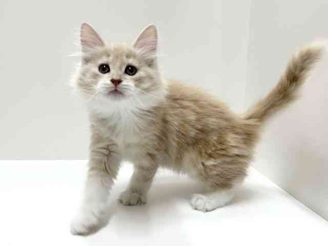 愛知県のノルウェージャンフォレストキャット (ひごペットフレンドリーららぽーと名古屋みなとアクルス店/2025年11月13日生まれ/女の子/クリームタビーホワイト)の子猫の2枚目の画像