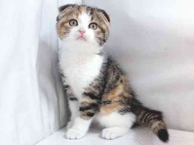 大阪府のスコティッシュフォールド (ひごペットフレンドリー堺プラットプラット店/2025年11月13日生まれ/女の子/トービーホワイト)の子猫の2枚目の画像