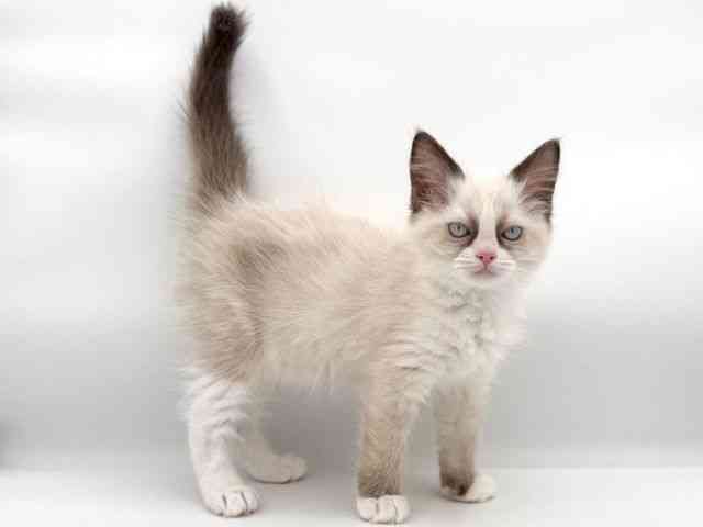 大阪府のラグドール (ひごペットフレンドリーイオンそよら海老江店/2025年11月10日生まれ/女の子/シールポイントバイカラー)の子猫の2枚目の画像