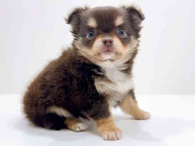 広島県のチワワ(ロング) (ひごペットフレンドリーフジグラン神辺店/2025年11月15日生まれ/女の子/チョコレートクリーム)の子犬の2枚目の画像