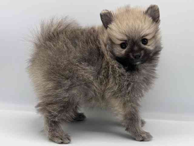 愛知県のポメラニアン (ひごペットフレンドリープライムツリー赤池店/2025年11月17日生まれ/女の子/ウルフセーブル)の子犬の2枚目の画像