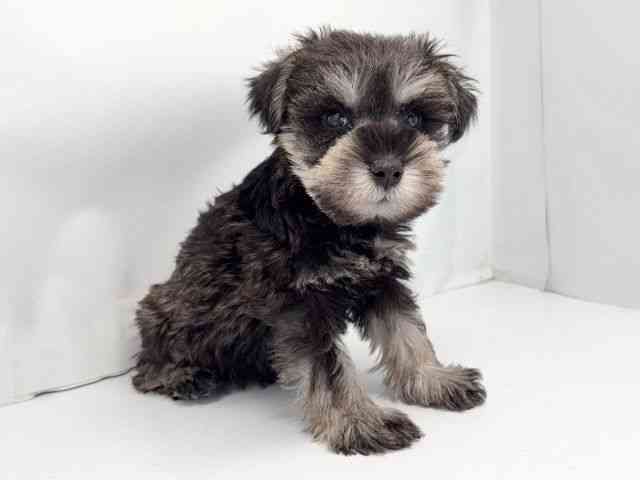 京都府のミニチュアシュナウザー (ひごペットフレンドリー洛北阪急スクエア店/2025年11月17日生まれ/女の子/ソルトペッパー)の子犬の2枚目の画像