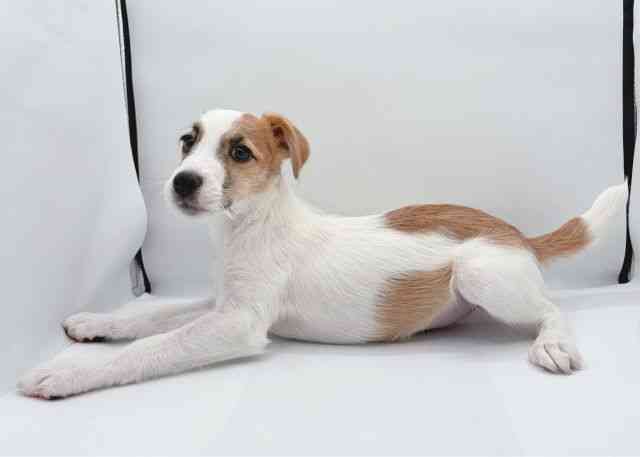 島根県のジャックラッセルテリア (ひごペットフレンドリーイオン松江ショッピングセンター店/2025年11月15日生まれ/男の子/ホワイトタン)の子犬の2枚目の画像