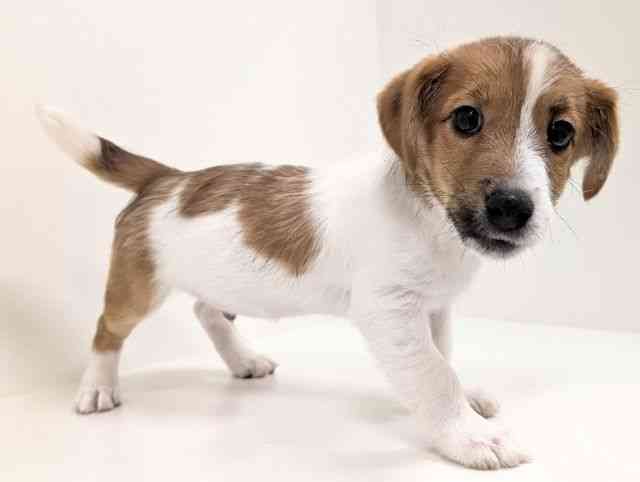 福岡県のジャックラッセルテリア (ひごペットフレンドリーリバーウォーク北九州店/2025年11月15日生まれ/男の子/ホワイトタン)の子犬の2枚目の画像