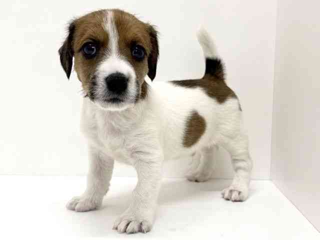 大阪府のジャックラッセルテリア (ひごペットフレンドリーくずはモール店/2025年11月15日生まれ/男の子/ホワイトタン)の子犬の2枚目の画像