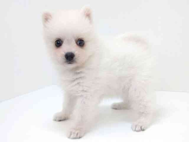 大阪府の日本スピッツ (ひごペットフレンドリーいこらもーる泉佐野店/2025年11月16日生まれ/女の子/ホワイト)の子犬の2枚目の画像