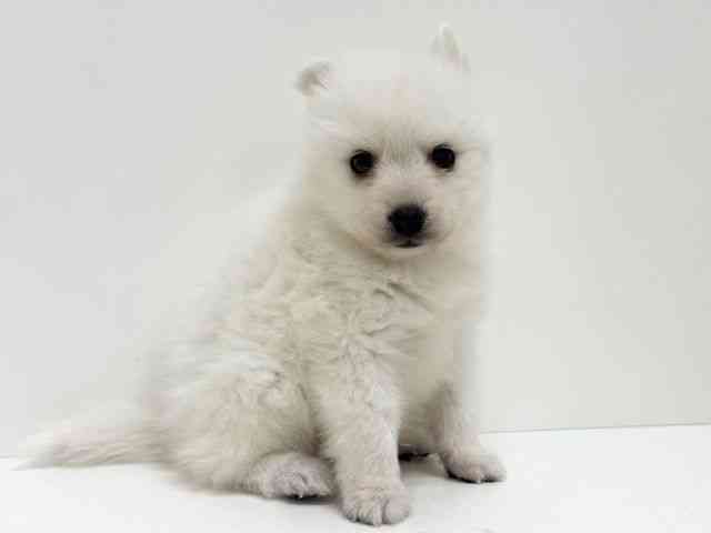 大阪府の日本スピッツ (ひごペットフレンドリーくずはモール店/2025年11月16日生まれ/男の子/ホワイト)の子犬の2枚目の画像