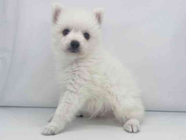 兵庫県の日本スピッツ (ひごペットフレンドリーイオンタウン加古川店/2025年11月16日生まれ/男の子/ホワイト)の子犬の2枚目の画像