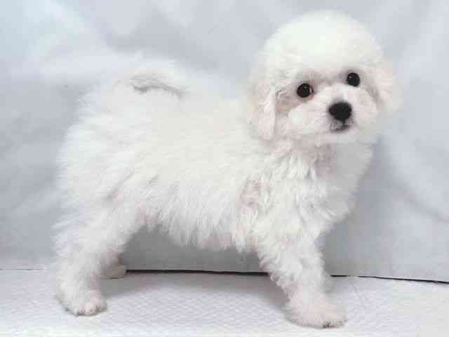 大阪府のビションフリーゼ (ひごペットフレンドリー堺プラットプラット店/2025年11月15日生まれ/女の子/ホワイト)の子犬の2枚目の画像