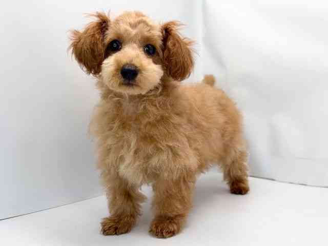 京都府のトイプードル(トイ) (ひごペットフレンドリー洛北阪急スクエア店/2025年11月17日生まれ/女の子/レッドフォーン)の子犬の2枚目の画像