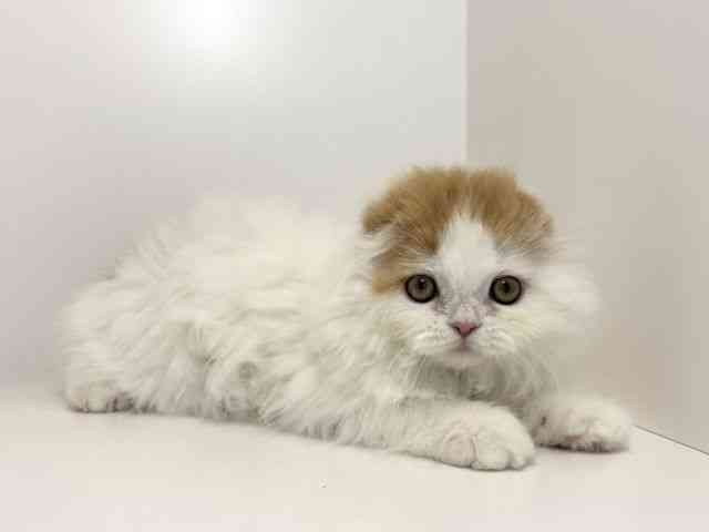 兵庫県のスコティッシュフォールド (ひごペットフレンドリーイトーヨーカドー明石店/2025年11月6日生まれ/男の子/レッドタビーホワイト)の子猫の2枚目の画像