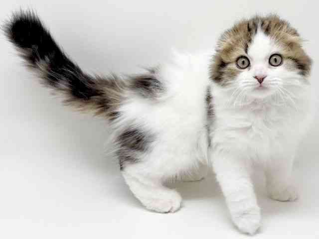 京都府のスコティッシュフォールド (ひごペットフレンドリーイズミヤショッピングセンター八幡店/2025年11月15日生まれ/男の子/ブラウンタビーホワイト)の子猫の2枚目の画像