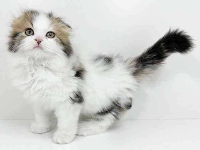 京都府のスコティッシュフォールド (ひごペットフレンドリーイズミヤショッピングセンター八幡店/2025年11月15日生まれ/男の子/ブラウンタビーホワイト)の子猫の2枚目の画像