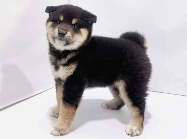 大阪府の柴犬(標準サイズ) (ひごペットフレンドリーイズミヤショッピングセンター千里丘店/2025年11月15日生まれ/女の子/黒)の子犬の2枚目の画像