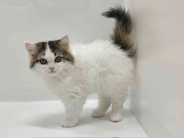 大阪府のラガマフィン (ひごペットフレンドリーアクロスプラザ住之江店/2025年11月15日生まれ/女の子/キャリコ)の子猫の2枚目の画像