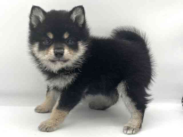 大阪府のポメ柴/豆ポメ/ポメ豆柴(ポメラニアン×柴犬) (ひごペットフレンドリーららぽーとEXPOCITY店/2025年11月16日生まれ/女の子/黒)の子犬の2枚目の画像