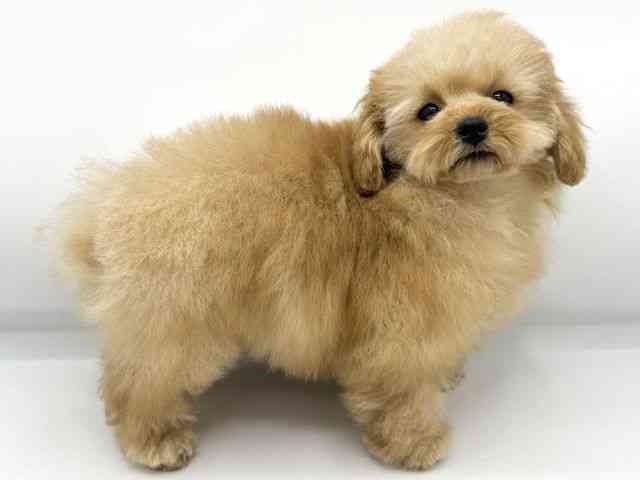 大阪府のトイプードル(トイ) (ひごペットフレンドリーららぽーとEXPOCITY店/2025年11月14日生まれ/女の子/アプリコット)の子犬の2枚目の画像