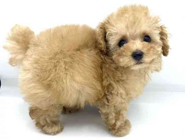 大阪府のトイプードル(トイ) (ひごペットフレンドリーららぽーとEXPOCITY店/2025年11月14日生まれ/女の子/アプリコット)の子犬の2枚目の画像