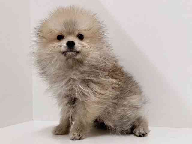 奈良県のポメラニアン (ひごペットフレンドリーイオンモール橿原ウエスト・ビレッジ店/2025年11月10日生まれ/男の子/ウルフセーブル)の子犬の2枚目の画像
