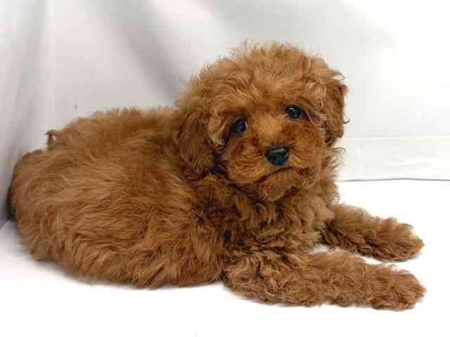 京都府のトイプードル(トイ) (ひごペットフレンドリー洛北阪急スクエア店/2025年11月15日生まれ/女の子/レッド)の子犬の2枚目の画像