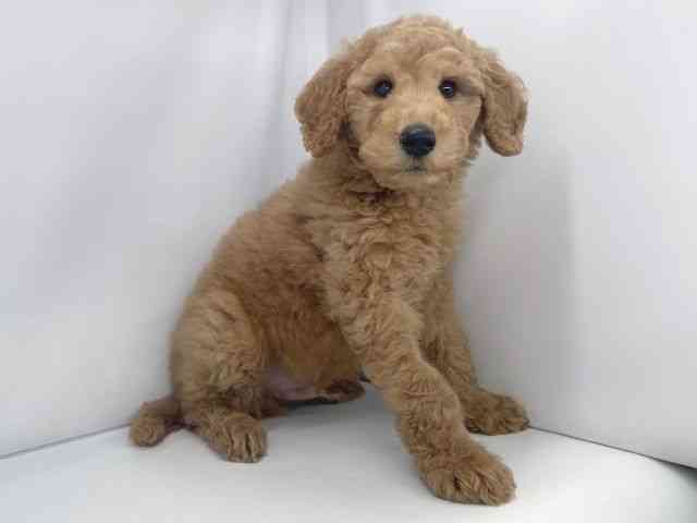 兵庫県のスタンダードプードル (ひごペットフレンドリーイオンタウン加古川店/2025年11月17日生まれ/男の子/アプリコット)の子犬の2枚目の画像