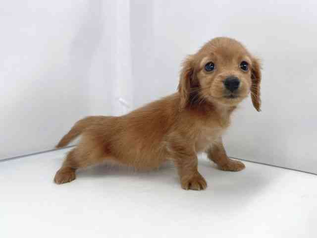 兵庫県のミニチュアダックスフンド(ロング) (ひごペットフレンドリーイオンタウン加古川店/2025年11月16日生まれ/女の子/ゴールド)の子犬の2枚目の画像