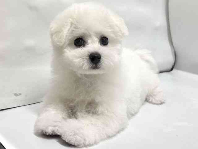 京都府のビションフリーゼ (ひごペットフレンドリー京都店/2025年11月15日生まれ/女の子/ホワイト)の子犬の2枚目の画像